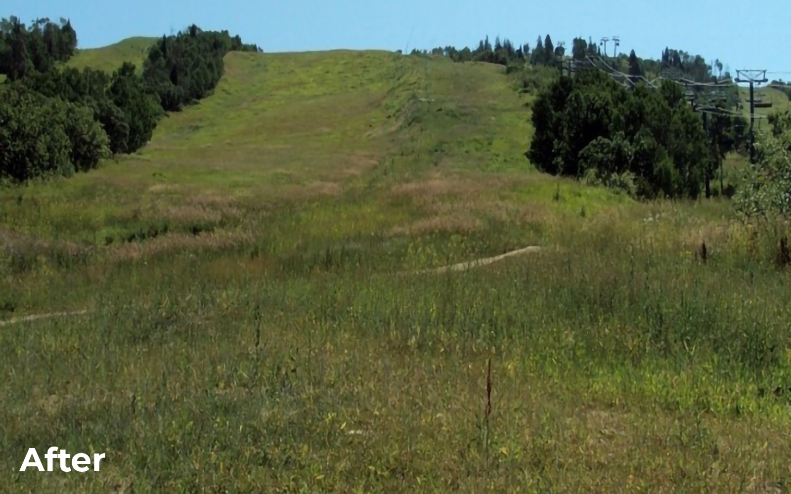 Revegetation Workshop "After" Picture